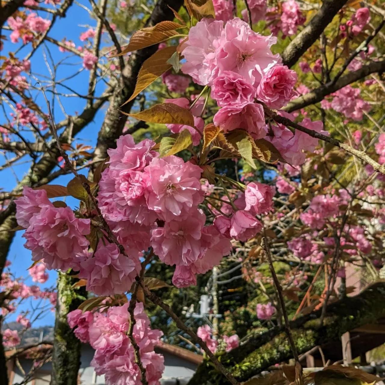 Kappa Tengoku Hakone Luaran gambar